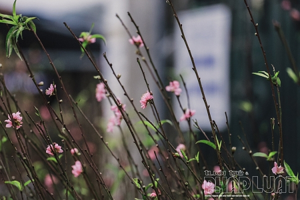 dao no som xuong pho don tet duong lich