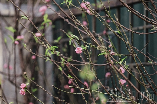 dao no som xuong pho don tet duong lich