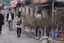 Đào nở sớm xuống phố đón Tết Dương lịch