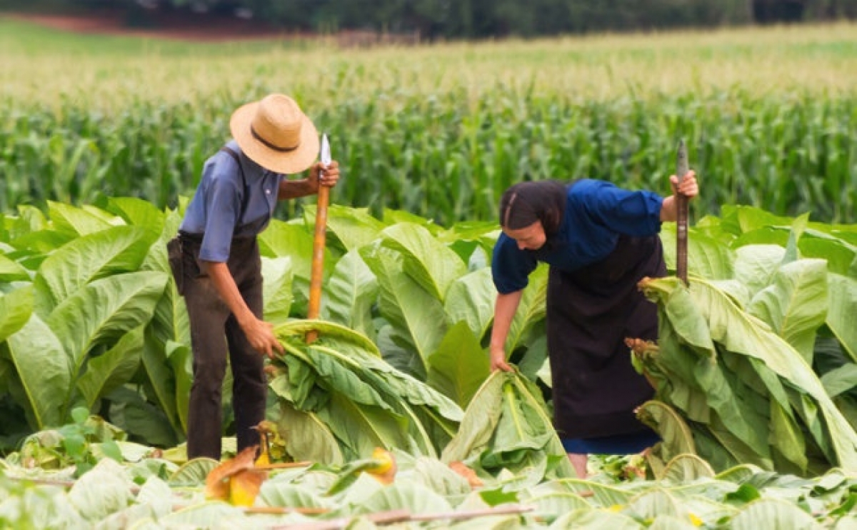 Nghề nông là công việc chủ yếu của người Amish. Ảnh: Usnews