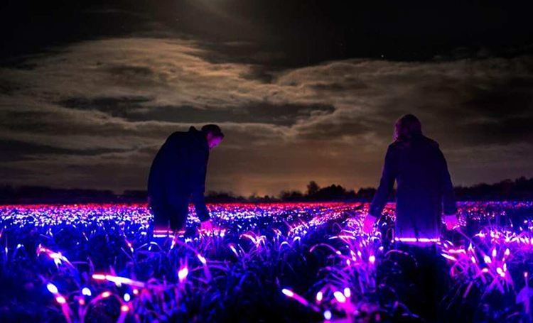 Chuyện về cánh đồng phát sáng vào ban đêm tại Hà Lan