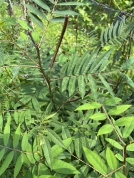 Cảnh báo sử dụng hạt đậu muồng chữa bệnh dẫn đến ngộ độc, liệt toàn thân