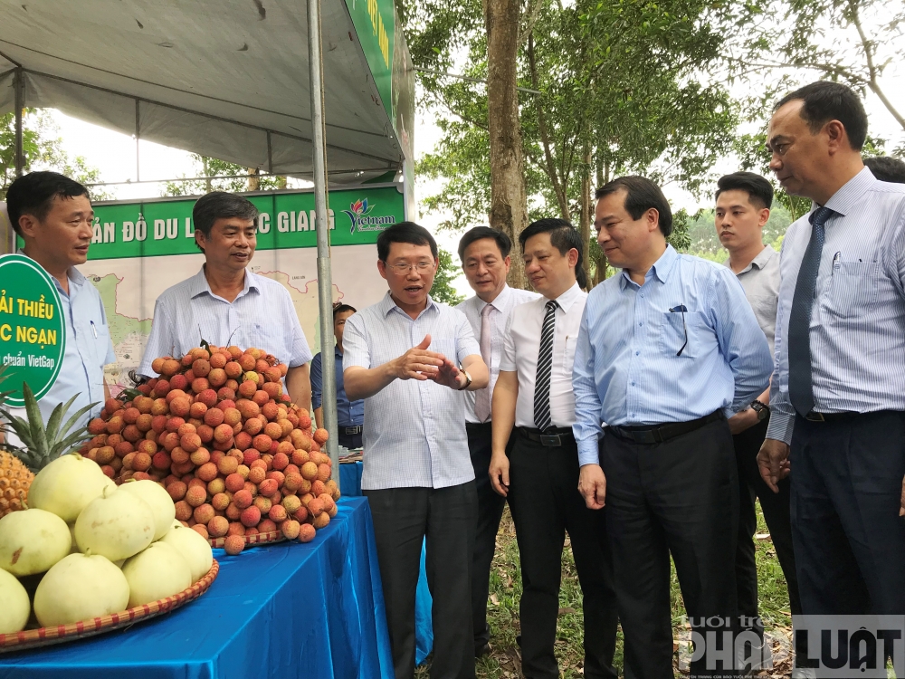 bac giang mua trai ngot gop suc vao chuong trinh nguoi viet nam di du lich viet nam