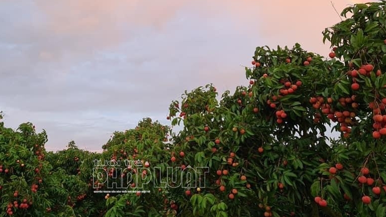 Vải thiều Lục Ngạn có mặt tại Liên minh châu Âu