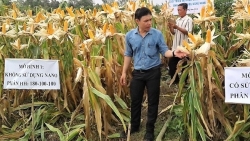 Chế phẩm “đánh thức” hạt giống