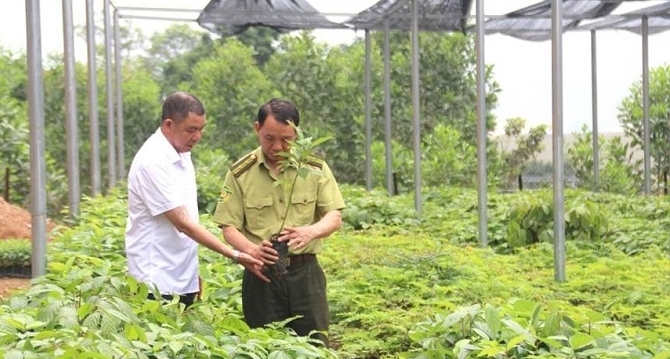 Lực lượng kiểm lâm kiểm tra chất lượng giống cây lâm nghiệp trên địa bàn