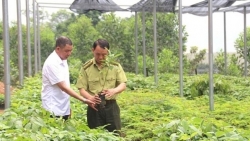Vĩnh Phúc: Phấn đấu duy trì tỷ lệ che phủ rừng trên 23% diện tích tại huyện Bình Xuyên