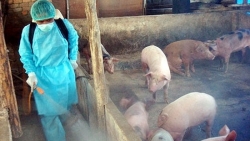 Vĩnh Yên (Vĩnh Phúc): Tập chung triển khai quyết liệt phòng, chống bệnh Dịch tả lợn Châu Phi