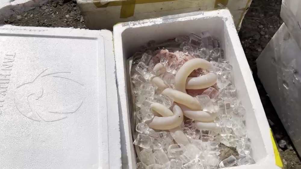 Phú Thọ: Phát hiện 215kg nội tạng động vật trâu, bò bốc mùi hôi thối