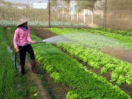 Tổng diện tích gieo trồng trên địa bàn thành phố Vĩnh Yên 2.600 ha năm 2022