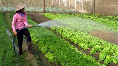 Vĩnh Phúc: Tổng diện tích gieo trồng trên địa bàn thành phố Vĩnh Yên 2.600 ha năm 2022