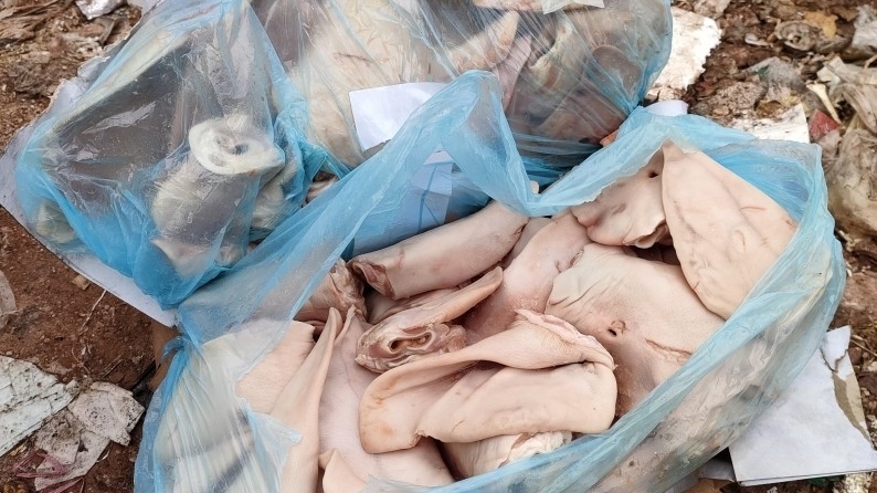Quảng Ninh: Bắt giữ xe tải chở hơn 5 tấn tai lợn bốc mùi thối