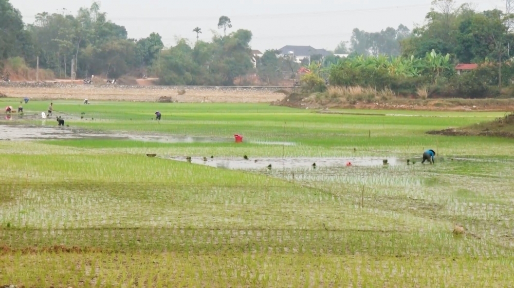 Huyện Lập Thạch: Tập trung gieo trồng vụ chiêm xuân năm 2025