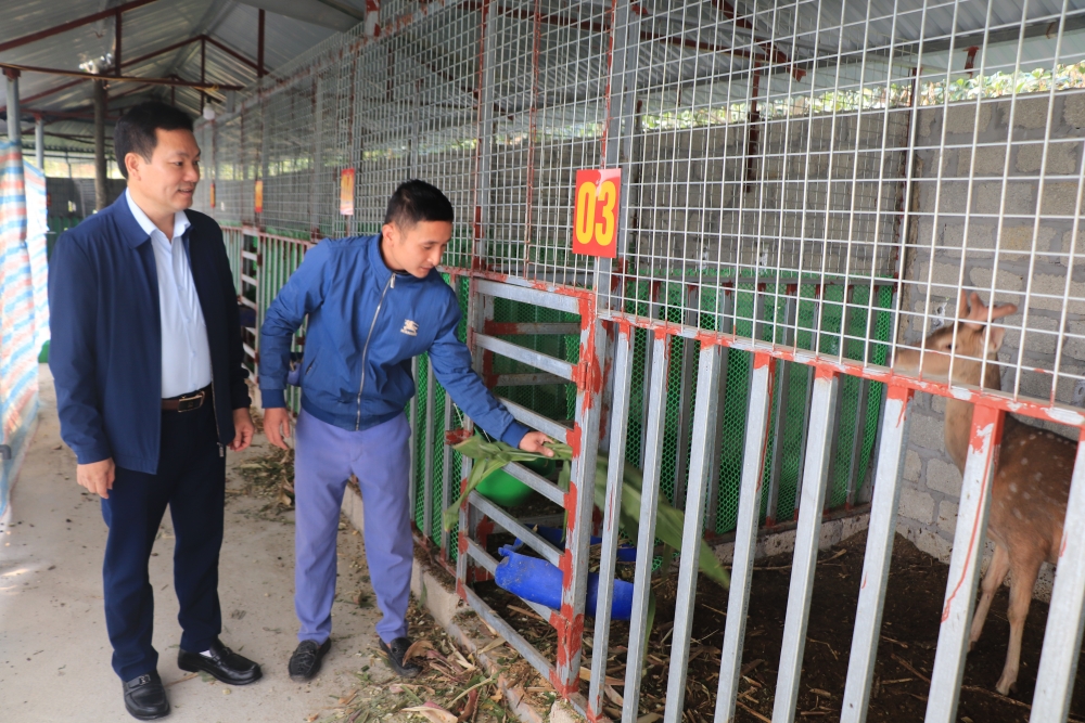 Phú Thọ: Xã Hợp Lý mở hướng phát triển kinh tế bền vững từ nuôi hươu sao