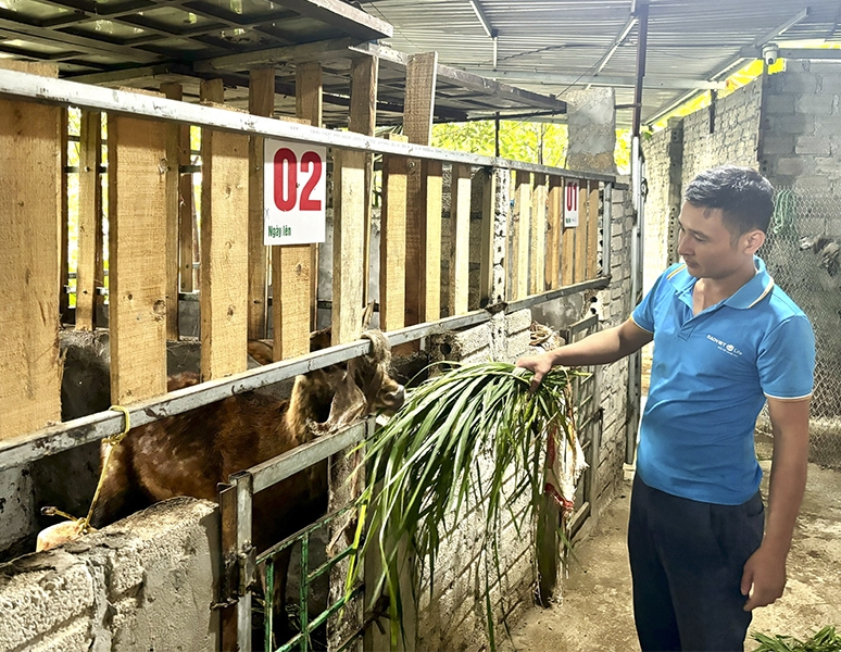 Phú Thọ: Xã Hợp Lý mở hướng phát triển kinh tế bền vững từ nuôi hươu sao