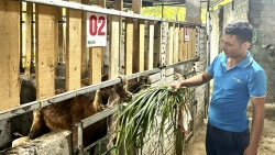 phu tho xa hop ly mo huong phat trien kinh te ben vung tu nuoi huou sao