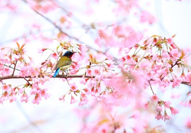 Chim hút mật tìm về bên những cánh hoa thơm