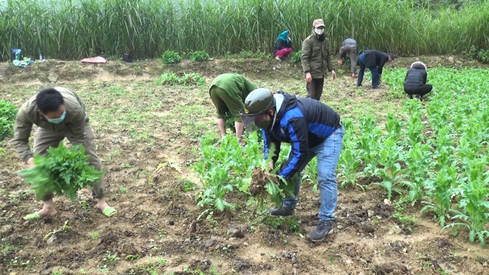 Hà Giang: Phát hiện, tiêu hủy 3.700 cây thuốc phiện trong vườn 1 hộ dân