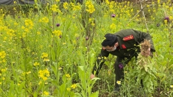 Hà Giang: Phát hiện khối lượng lớn cây thuốc phiện được trồng xen kẽ trong vườn rau cải