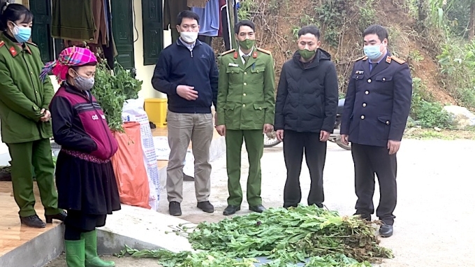 Hà Giang: Liên tiếp phát hiện hàng nghìn cây thuốc phiện được trồng trái phép