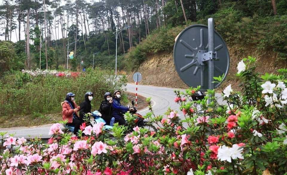 Hoa đỗ quyên được người dân và chính quyền địa phương huyện Tam Đảo trồng từ dưới chân núi tạo khung cảnh nên thơ