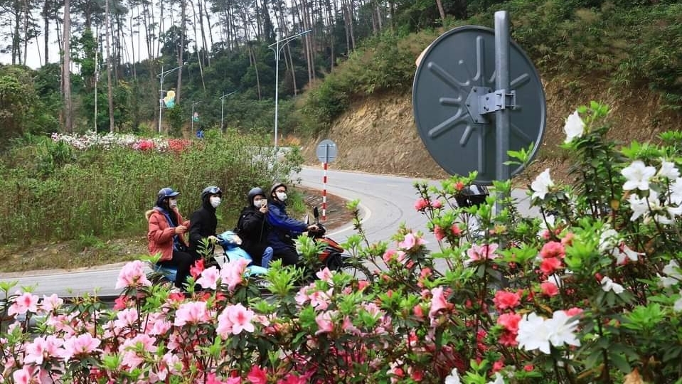 Sắp diễn ra lễ hội hoa Đỗ Quyên thị trấn Tam Đảo