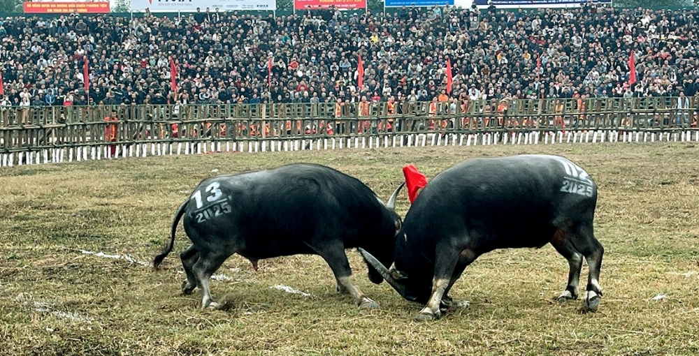 Lễ hội chọi trâu xã Hải Lựu thu hút hàng nghìn du khách ... Lễ hội chọi trâu xã Hải Lựu thu hút hàng nghìn du khách ...
