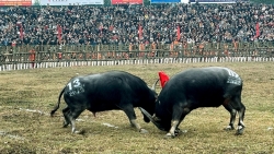 vinh phuc le hoi choi trau hai luu thu hut hang nghin du khach tham du