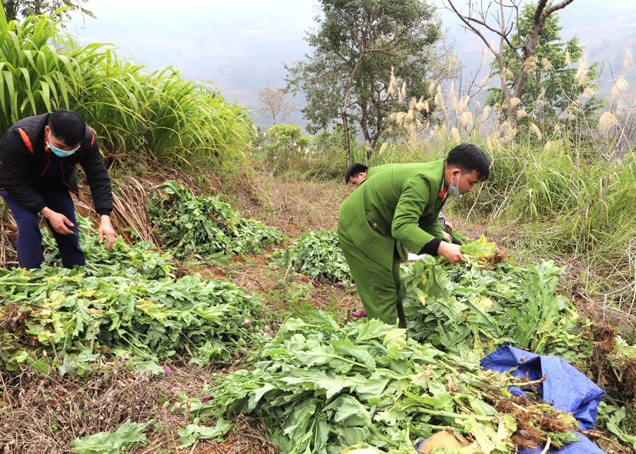 Lực lượng chức năng thu giữ số cây thuốc phiện trồng trái phép tại xã Nậm Ban.