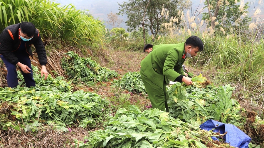 Hà Giang: Liên tiếp phát hiện, thu giữ gần 1000 cây thuốc phiện trồng trái phép