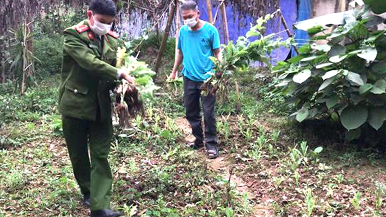 Phú Thọ: Phát hiện 107 cây thuốc phiện trong vườn rau