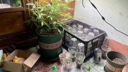 Lào Cai: Thanh niên trồng cần sa tại gia rồi bán và tặng bạn bè