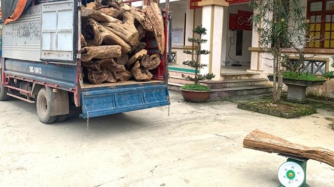 Hà Giang: Bắt giữ vụ vận chuyển trái phép lâm sản quý hiếm