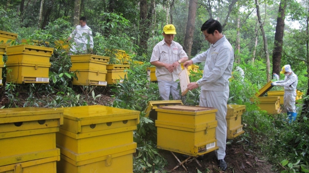 Ong Tam Đảo Honeco - Thương hiệu mật ong hàng đầu Việt Nam