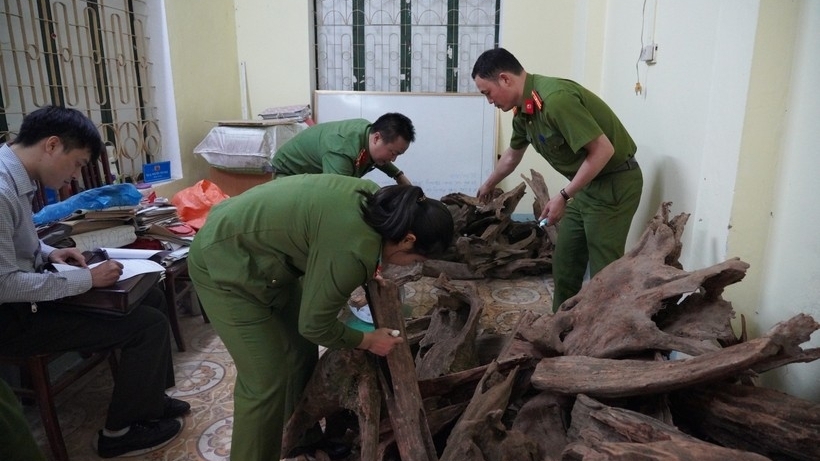Hà Giang: Phát hiện vụ vận chuyển, tàng trữ trái phép gần 1 tấn gỗ Ngọc Am