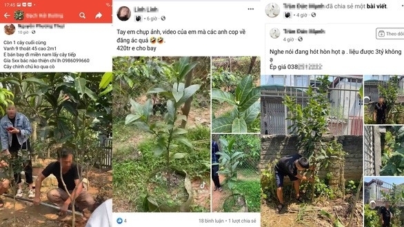 Vĩnh Phúc: Cảnh giác với chiêu trò "thổi giá" hoa bạch Hải Đường