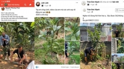 vinh phuc canh giac voi chieu tro thoi gia hoa bach hai duong