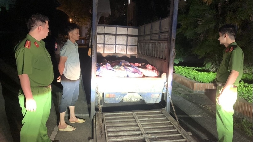 Vĩnh Phúc: Phát hiện 1 tấn lợn chết, bốc mùi đang trên đường đi tiêu thụ