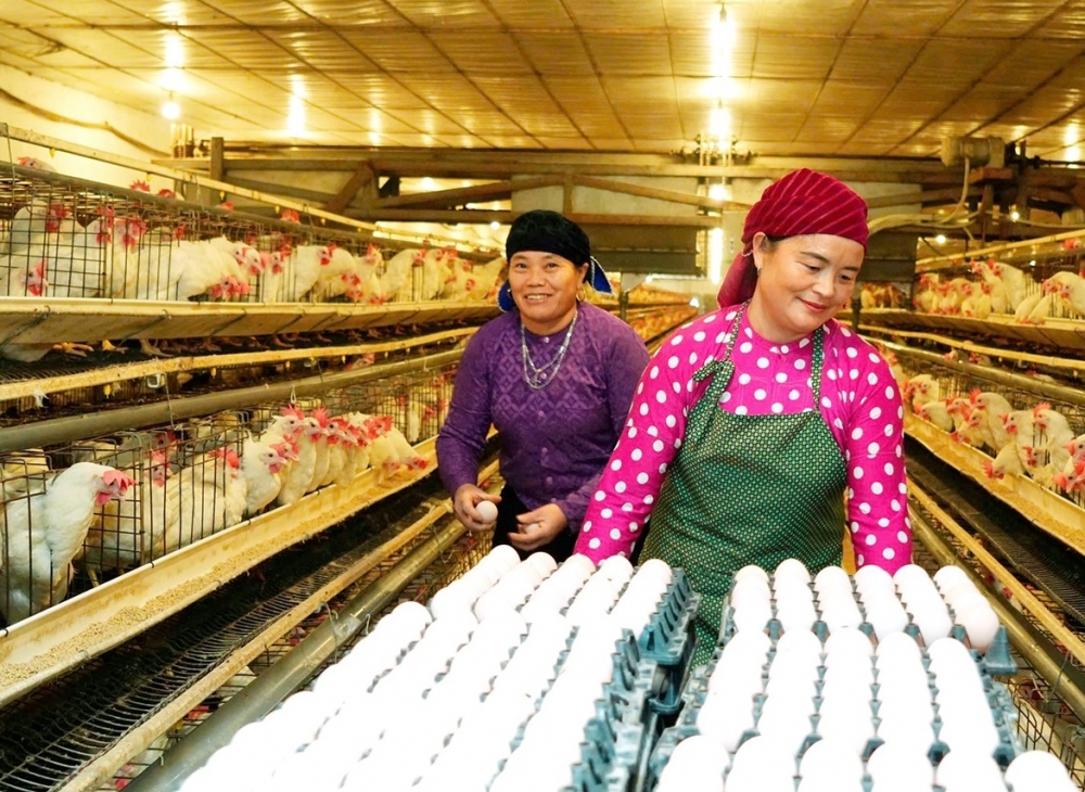 Mô hình trang trại chăn nuôi gia cầm quy mô lớn, sản xuất theo chuỗi liên kết, ứng dụng tiến bộ khoa học kỹ thuật, công nghệ cao, tạo việc làm cho nhiều lao động địa phương.