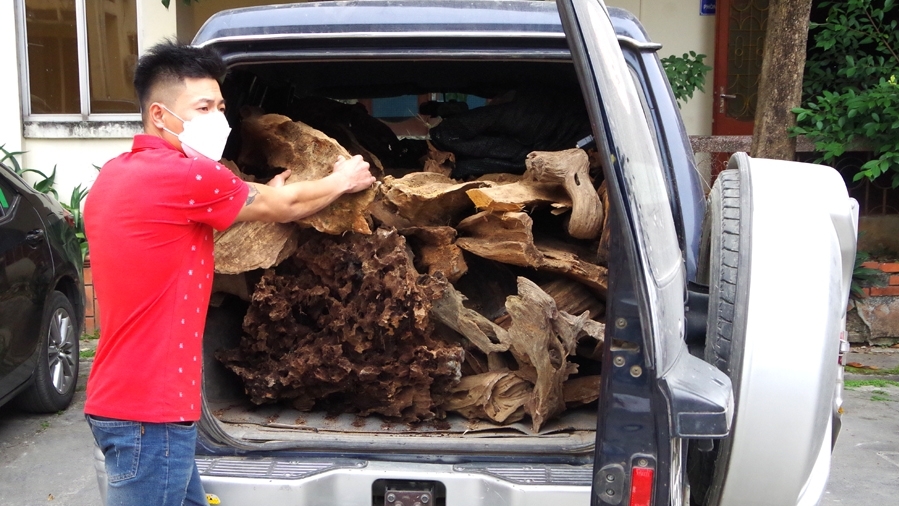 Hà Giang: Phát hiện vụ vận chuyển 30 khúc gỗ Sa mộc dầu, thuộc nhóm IA