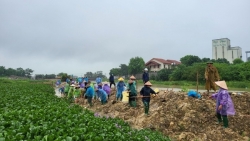 vinh phuc kiem tra cong tac phong chong lut bao va san xuat cay trong vu dong xuan bi anh huong do mua lon keo dai