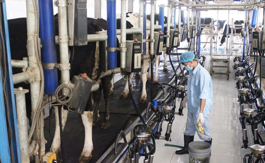 Ứng dụng công nghệ cao vào chăn nuôi bò sữa ở huyện Ba Vì