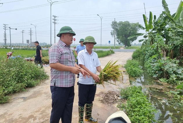 Vân động Nhân dân thu hoạch đối với diện tích lúa chín khoảng 70%