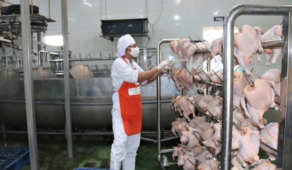 Nhà máy giết mổ gia cầm ở xã Hợp Châu huyện Tam Đảo thuộc Công ty TNHH Japfa comfeed Việt Nam luôn đảm bảo vệ sinh thú y, vệ sinh ATTP, duy trì giết mổ 1.000-3.000 con gia cầm/ngày