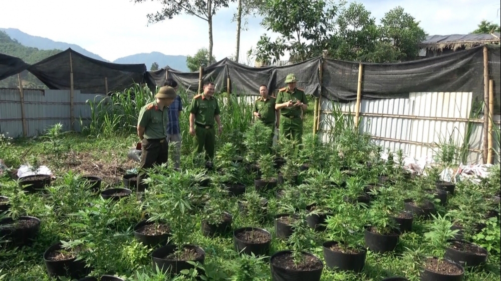 Phú Thọ: Phát hiện đối tượng trồng gần 900 chậu cây cần sa trong khu vườn quây tôn kín