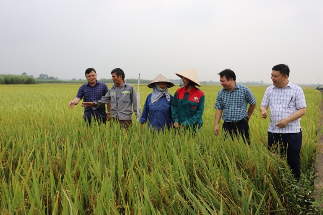 Chủ tịch UBND huyện kiểm tra mô hình trình diễn sản xuất lúa theo hướng hữu cơ tại thôn Đông (xã Phú Đa)