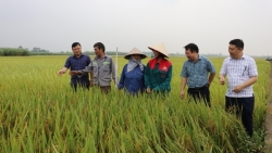 Huyện Vĩnh Tường: Kiểm tra mô hình trình diễn sản xuất lúa theo hướng hữu cơ tại xã Phú Đa