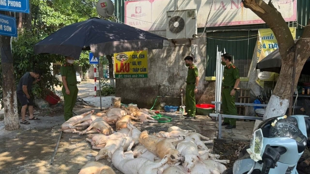 Vĩnh Phúc: Hơn 1 tấn thịt lợn ‘bẩn’ chuẩn bị đưa vào bếp ăn công nhân