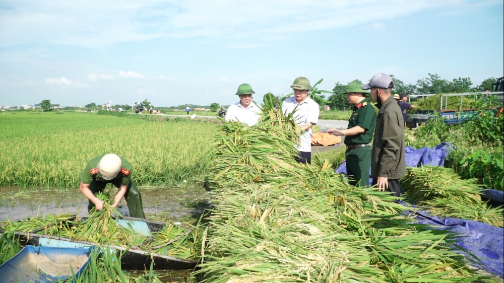 Đồng chí Nguyễn Xuân Thông - Phó Bí thư Huyện ủy, Chủ tịch UBND huyện trực tiếp kiểm tra công tác thu hoạch lúa tại xã Yên Phương