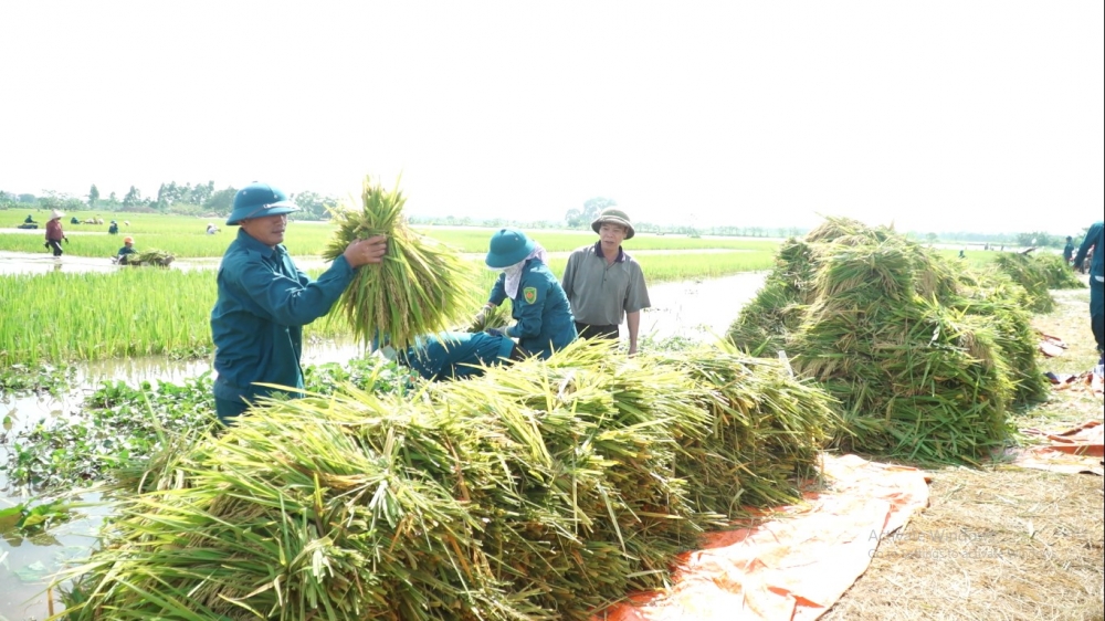 Lực lượng dân quân địa phương đang tích cực giúp nhân dân thu hoạch lúa tại cánh đồng thôn Yên Thư